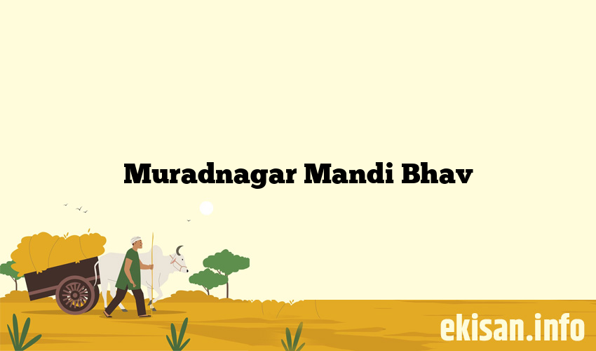 Muradnagar Mandi Bhav