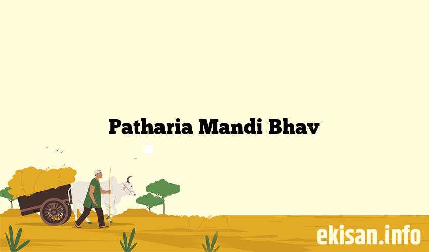Patharia Mandi Bhav